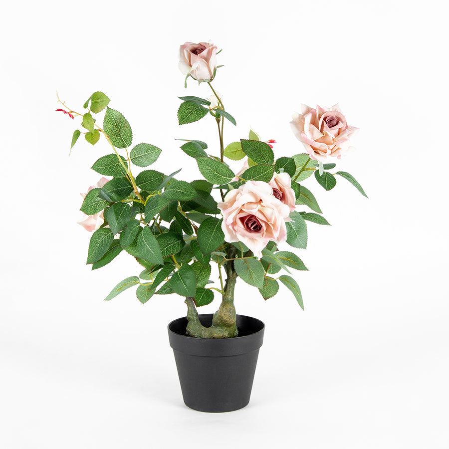 Willow &amp; Silk Artificial/Faux 65cm Lagerfield Rose Plant In Pot