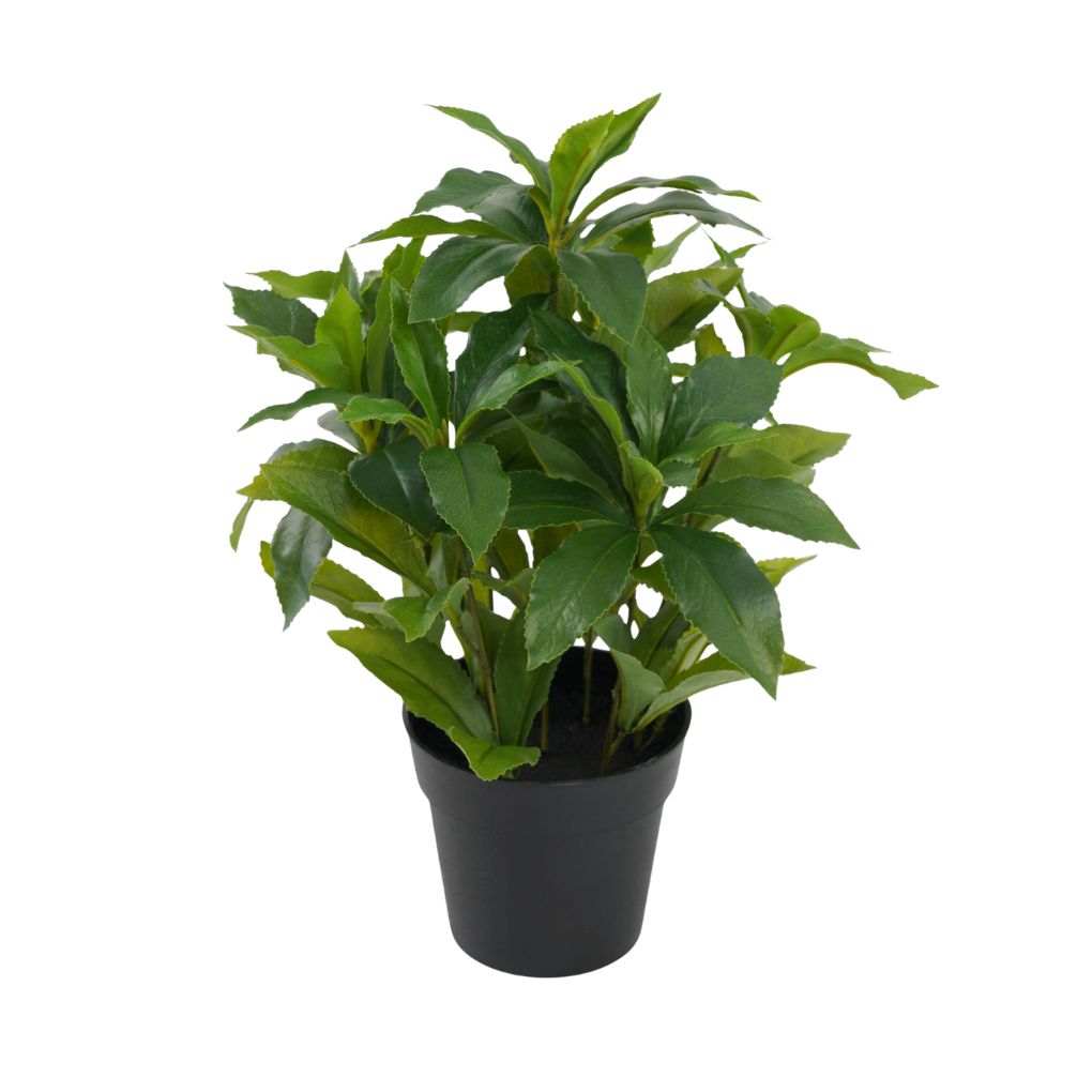 Willow &amp; Silk Pieris Japonica in PP Pot 21x21x30cm