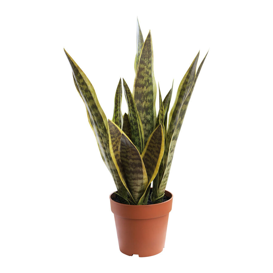 Willow &amp; Silk 70cm Potted Artificial Mother-in-Law&