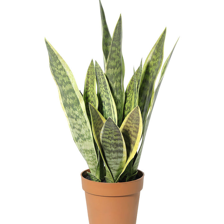 Willow &amp; Silk 70cm Potted Artificial Mother-in-Law&