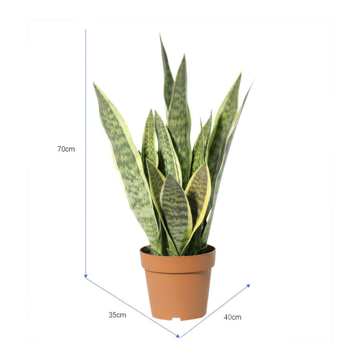 Willow &amp; Silk 70cm Potted Artificial Mother-in-Law&