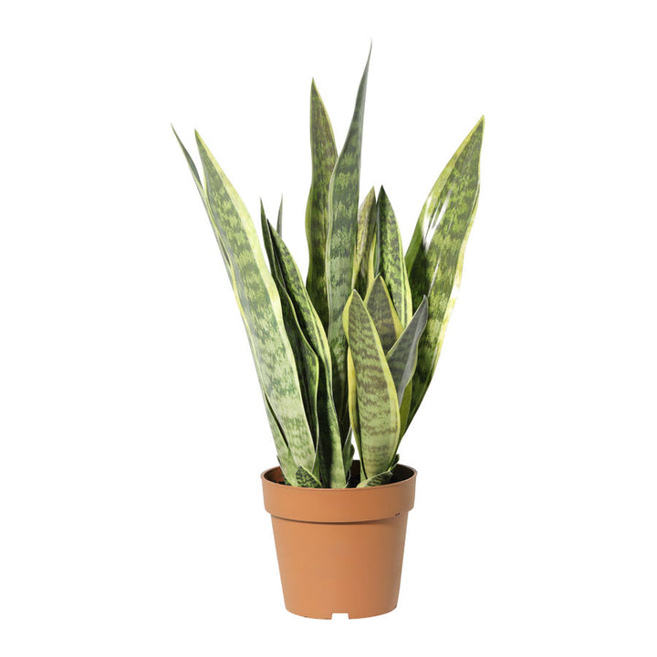 Willow &amp; Silk 70cm Potted Artificial Mother-in-Law&