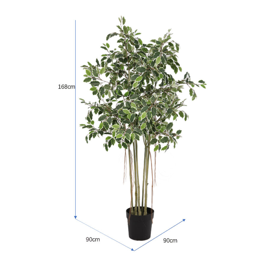Willow &amp; Silk 168cm Potted Artificial Variegated Ficus Tree