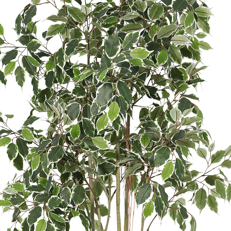Willow &amp; Silk 168cm Potted Artificial Variegated Ficus Tree