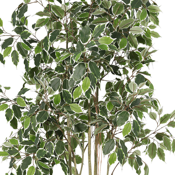 Willow &amp; Silk 168cm Potted Artificial Variegated Ficus Tree