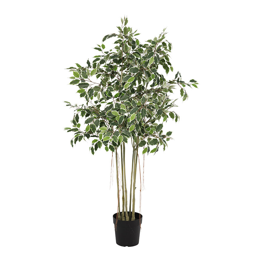 Willow &amp; Silk 168cm Potted Artificial Variegated Ficus Tree