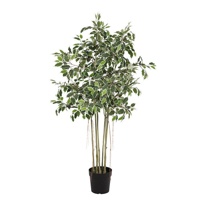 Willow &amp; Silk 168cm Potted Artificial Variegated Ficus Tree